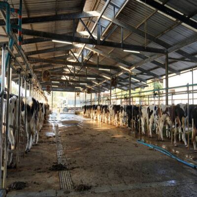 Galvanized Steel Modular Calf Rearing Shed with Pre-engineered Frame and Excellent Corrosion Resistance