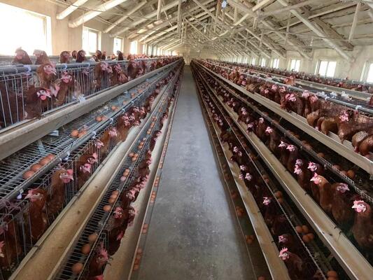Aluminum-zinc Coated Welded Wire Poultry House Equipment with Automatic Chain Feeding and Intelligent Climate Control