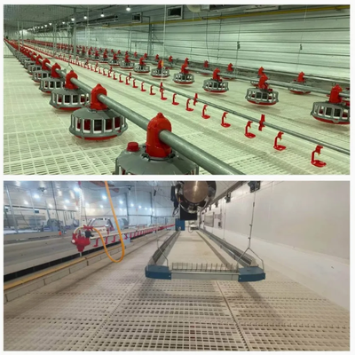 Customizable Broiler Flat Rearing Equipment with Steel Frame, Natural and Artificial Lighting Options, and Wind and Rain Resistance for Large Poultry Farms