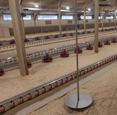 Custom Hot-dip Galvanized Steel Poultry Farming Equipment with Fully Enclosed Conveying and Adjustable Ventilation for Chicken Farms