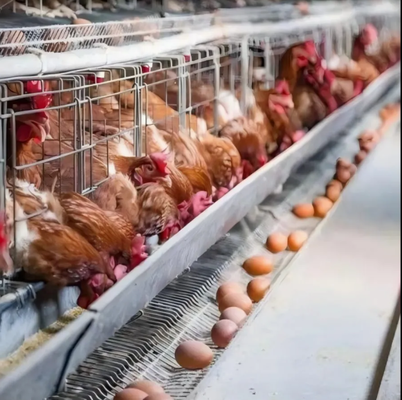 Hot-Dip Galvanized H-Type Battery Cage for Space-Saving Poultry Farming with Low Egg Breakage