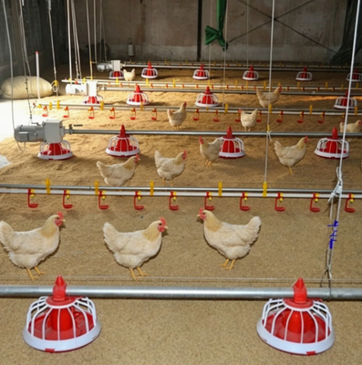 Automatic Poultry Raising System with Galvanized Light Steel Frames and Hot-dip Galvanized Steel for Chicken Broiler Farm Equipment