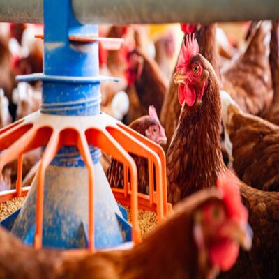 Fully Automated Poultry Farming Equipment with Automated Feeding System and Integrated Heating and Cooling Systems for High Energy Efficiency