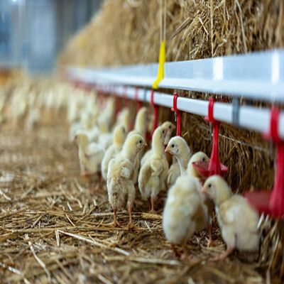 Corrosion Resistant Automated Poultry House Equipment with Low Maintenance and Automatic Operation for Commercial Farming