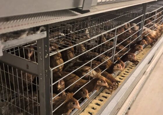 Galvanized 3-4 Tiers A Type Battery Egg Chicken Layer Cage with Automatic Feeding System
