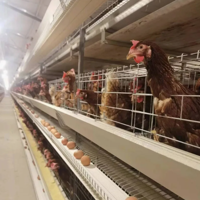 Hot Dipped Galvanized H Type Battery Cage with Automatic Feeding System and 15-20 Years Lifespan