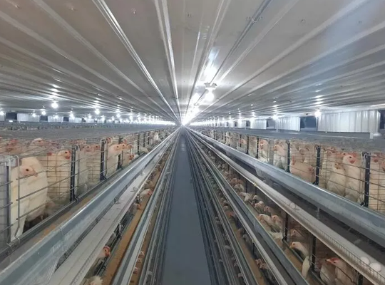 20000 Birds Capacity Hot-dip Galvanized Automatic Layer Chicken Cage Poultry Farm Equipment
