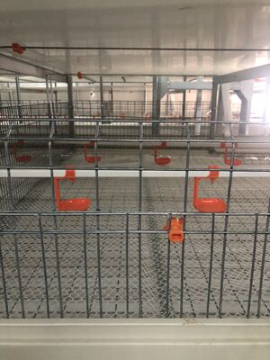 Quick Assembly Hot-dip Galvanized Steel Poultry Breeding Cage with 8 Hens per Cell Capacity