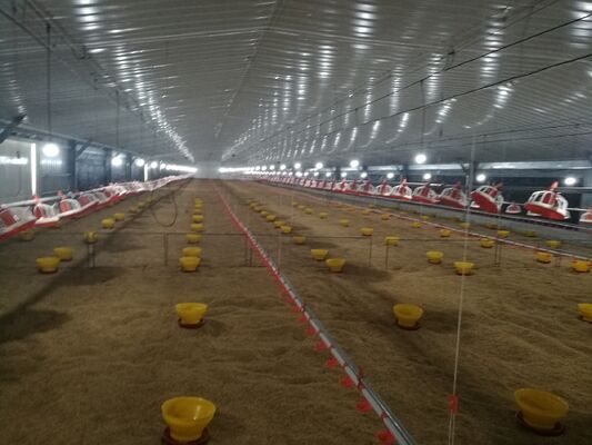 Automatic Broiler Feeding Line with 12,000 Eggs per Hour Capacity and Modular Assembly for Poultry Farm Chicken Feed Equipment