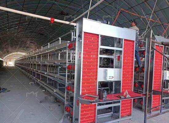 Fully Automated A-Type Layer Cage Suitable for Closed Poultry Houses