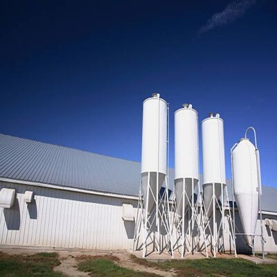 Automatic Egg Collection System for Commercial Layer Farms with Low Breakage Rate and Centralized Sorting Integration