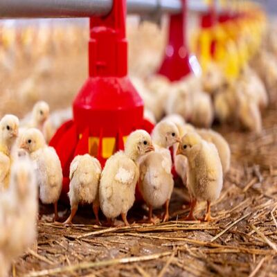 Hot-Dip Galvanized Steel Automatic Chicken Pan Feeding Equipment with 450 kg/h Capacity and German Feed Level Sensor