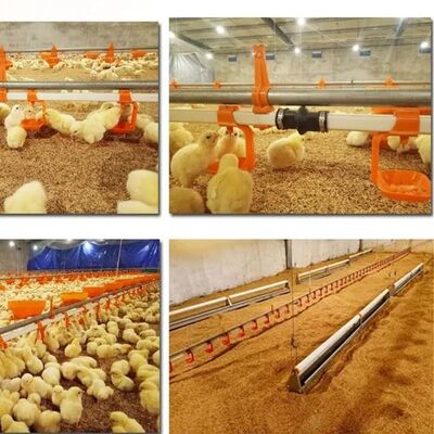Prefab Poultry Farm House with Modular Structure Hot-DIP Galvanized and Automatic Feeding Line