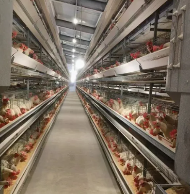 Good Thermal Insulation Effect Rust-Resistance Prefabricated Steel Poultry House with Magnesium-Aluminum-Zinc Coated Steel Plate