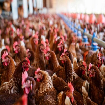 Automated Feeding & Watering Systems with Smart Climate Control for Durable & Hygienic Steel Poultry House Equipment