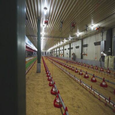 Hot-dip Galvanized Steel Poultry House Equipment with Double-Layer Manure Scrapers for Eco-Friendly Chicken Farming