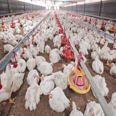 High-Efficiency Climate Control Galvanized Steel Poultry House Equipment with 12000 Eggs per Hour