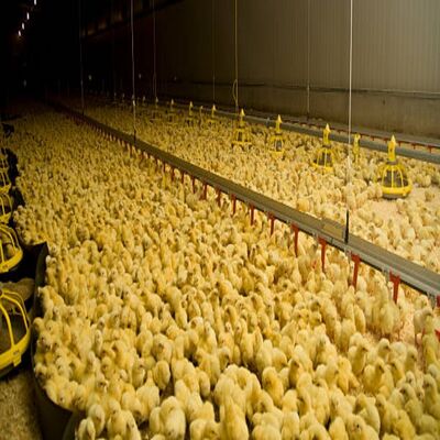 Hot-Dip Galvanized Steel Poultry House with Automated Egg Collection and Precision Manure Belt System