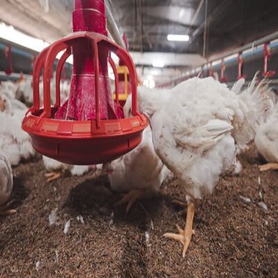 Smart Poultry House Equipment with Modular Frame, Customizable Size, and Automatic Feeding System for Efficient Farming