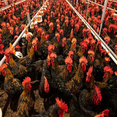 Hot-dip Galvanized Steel Poultry Farming Equipment with Automated Feeding and Corrosion Resistance