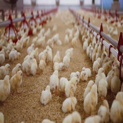 Galvanized Steel Poultry Farming Equipment with Automatic Feeding System for 3-8 Tiers