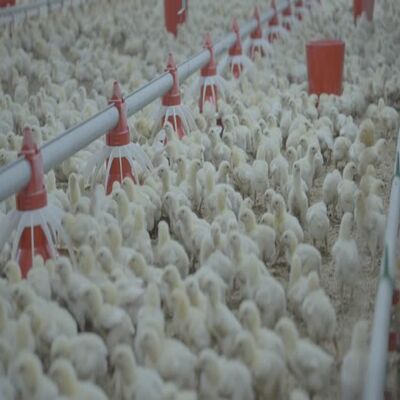 Fully Automatic Operation Precision Climate Control Systems with 120-130ml/min Flow and Long Term Service Life for Poultry Farming Equipment