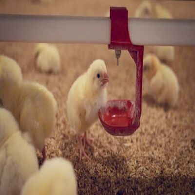 Hot-dip Galvanized Steel Poultry House with 12,000 eggs/hour Capacity and Modular Structure