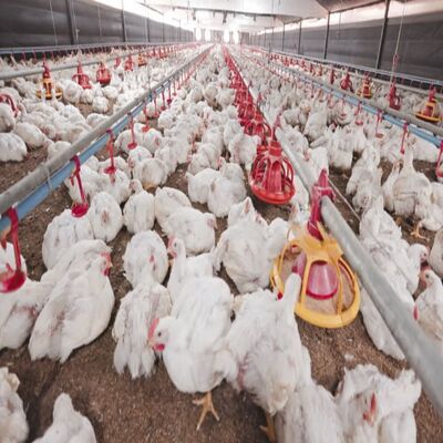 Hot-dip Galvanized Smart Poultry Farming Equipment with Automated Water Line Flushing and Smart Feed Weighing Silos