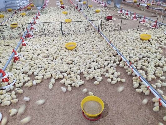 Raised PP Poultry Flooring with Support Legs for Broiler & Layer House Chicken Slatted Floor