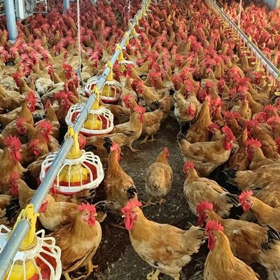 Automatic Broiler Poultry Equipment with Steel Frame and 30 Years Limited Warranty for Broiler Chicken Breeding Equipment