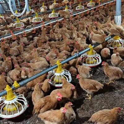 Automatic Feeding System Poultry House Equipment with Hot-Dip Galvanized Prefab Steel Structure for Broiler House