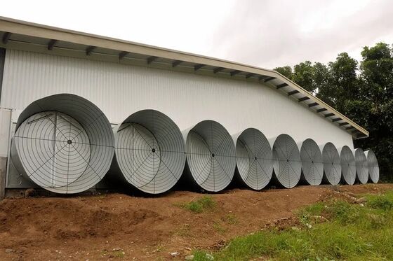 Automatic Feeding and Drinking Broiler Poultry Equipment with Galvanized Light Steel Frames and Steel Panel Walls for Broiler Raising System