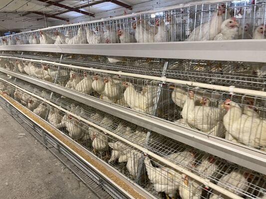 Turnkey Project High-Efficiency Steel Poultry House and Prefabricated Poultry Building for Floor-Raised Chicken Farms