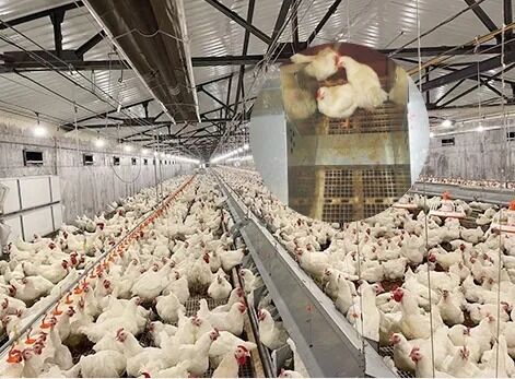 Steel Poultry House with Automatic Pan Feeder and Nipple Drinker for Broiler Farm
